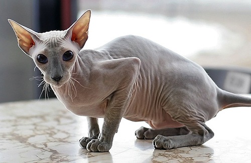 10 Things You Didn't Know about Sphynx Cats