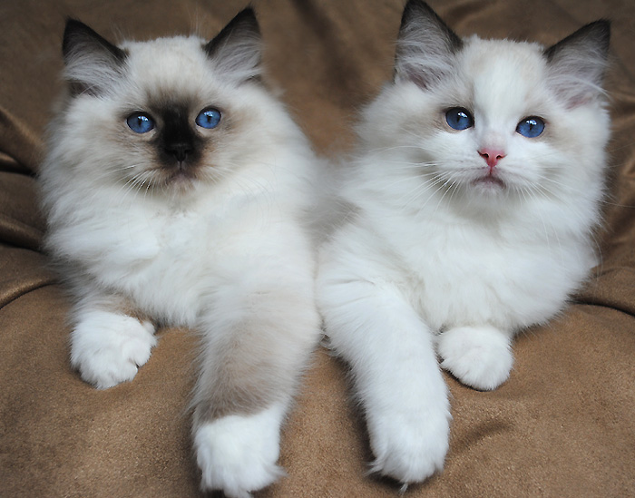 20 Best Pictures How Much Are Ragdoll Cats Ragdoll Cat Colors