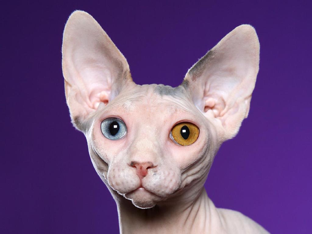 20 Things Only Sphynx Cat Owners Will Understand
