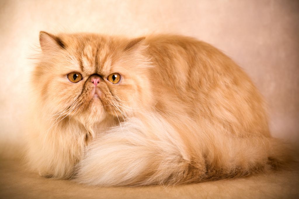 20 of the Hairiest Cat Breeds