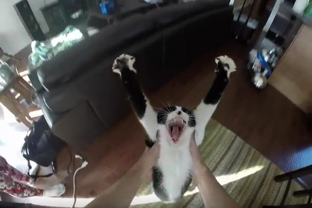 Cat Loves His Human's Coming Home He Runs Up for A Big Hug