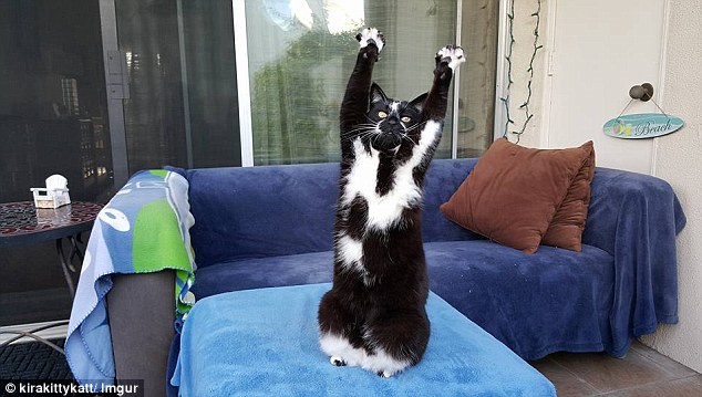 Cat With Hands Up Hugely Popular on the
