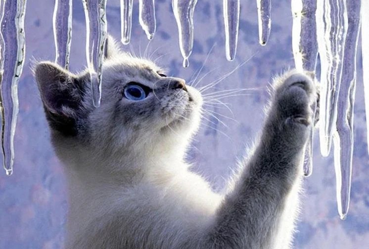 Do Cats Hibernate in the Winter?