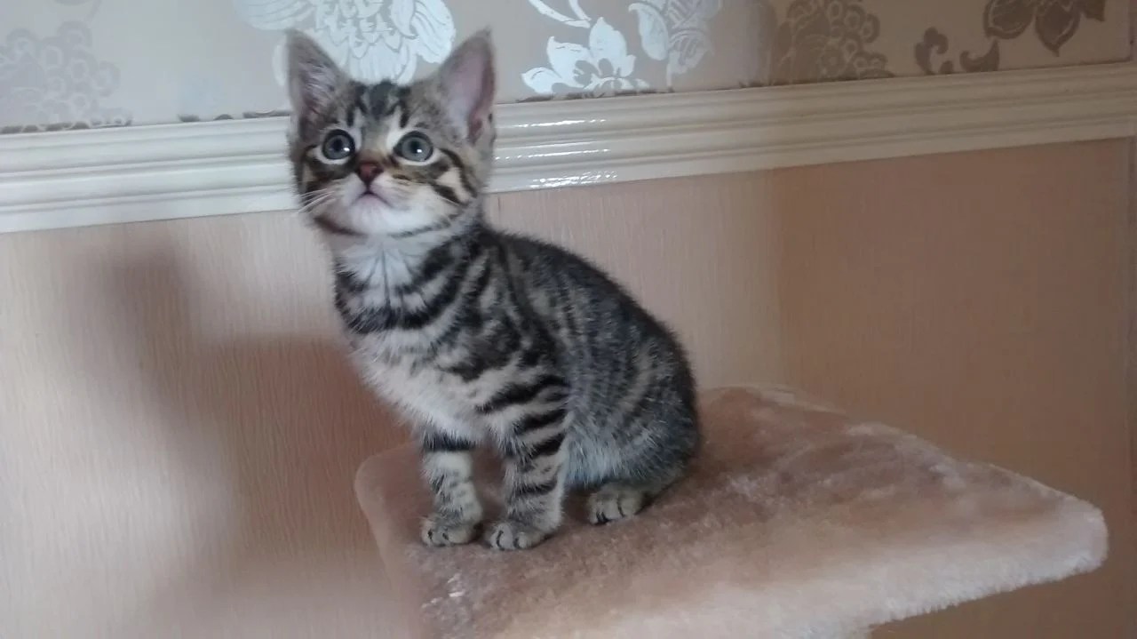 20 Different Cat Sounds and What They Mean