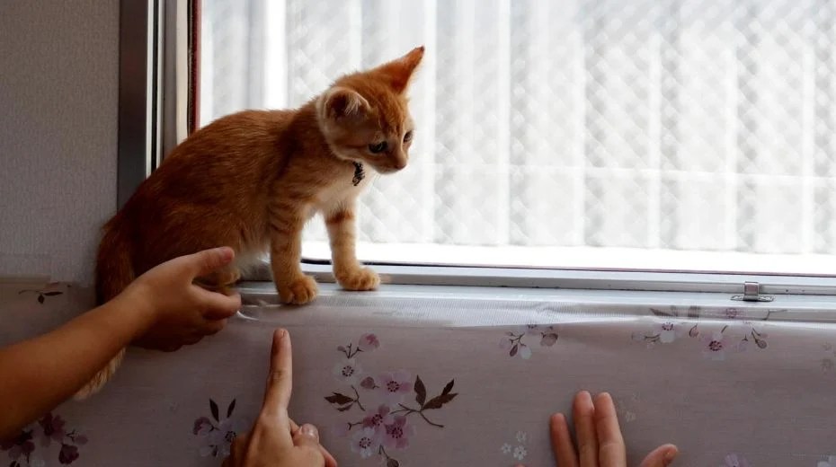 Japan Railway lets Cats Roam to Raise Awareness of Strays