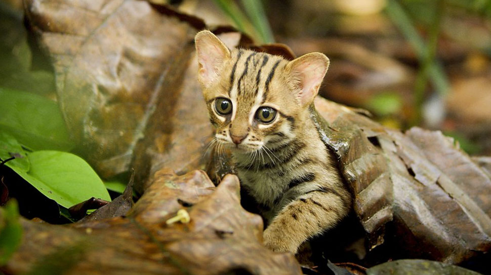 20 Fun Facts You Didn't Know about The Rusty Spotted Cat