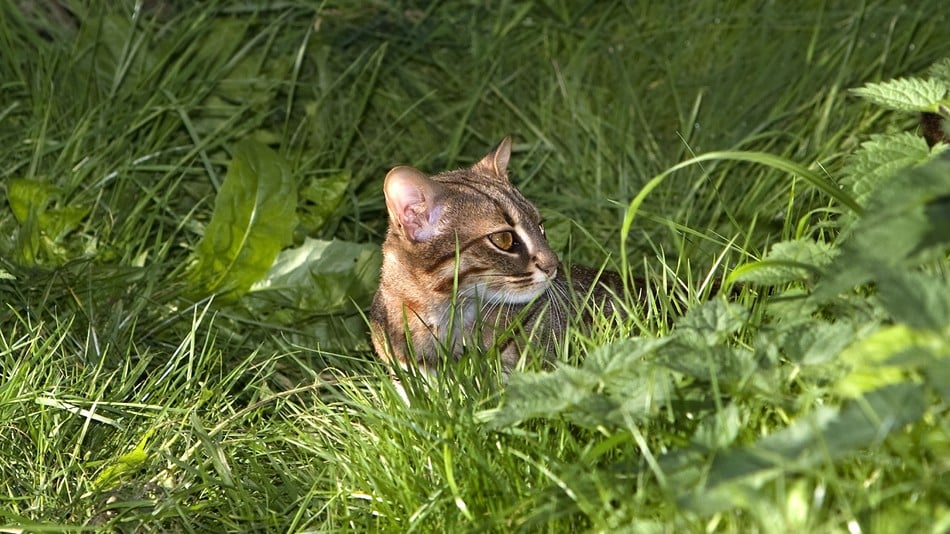 20 Fun Facts You Didn't Know about The Rusty Spotted Cat