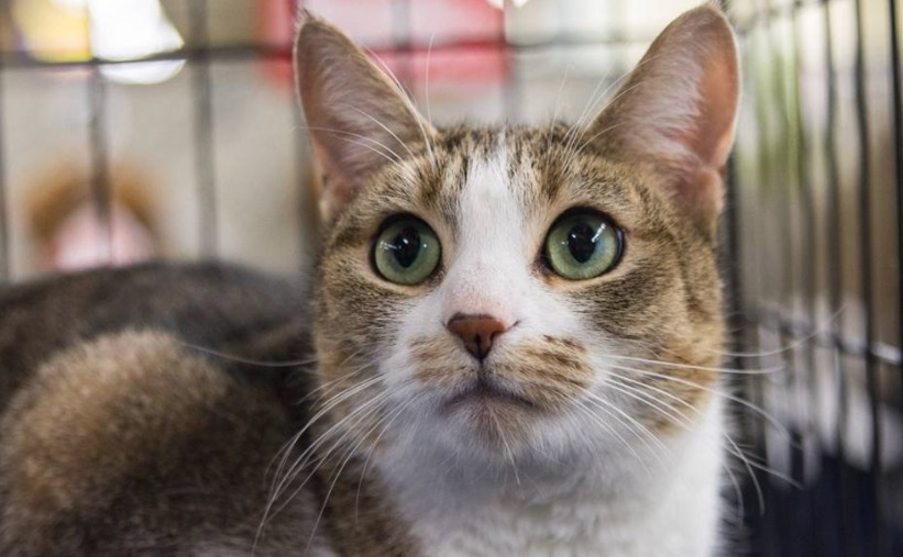 20 Fun Facts You Never Knew About Cat Rescues