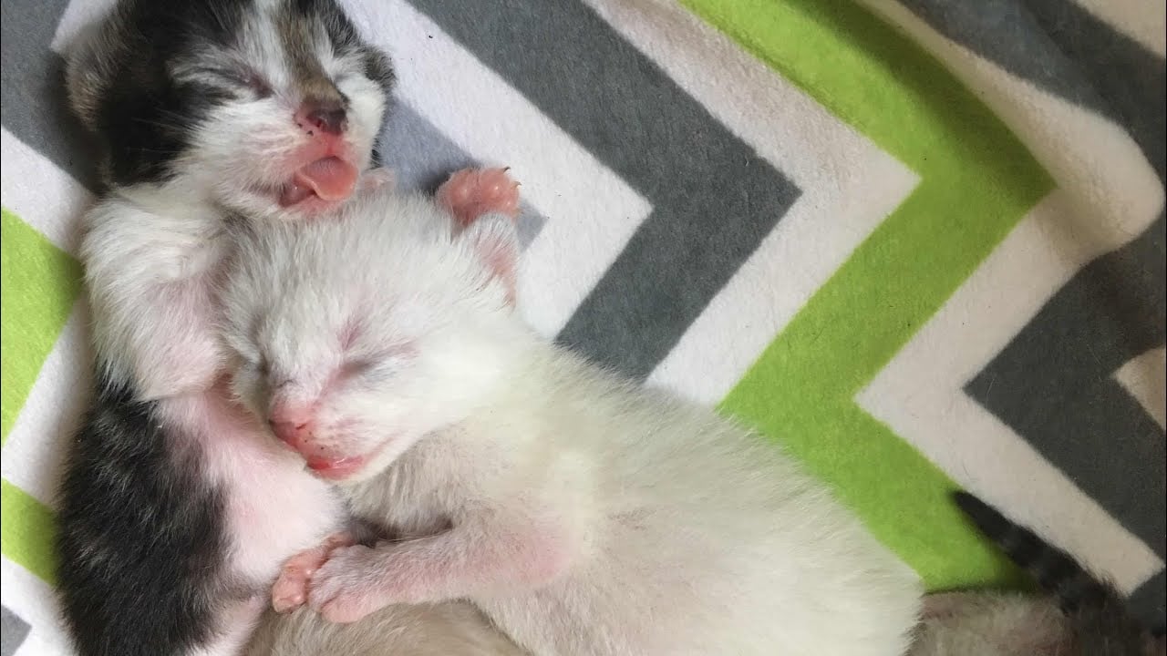 When Do Kittens Open Their Eyes?