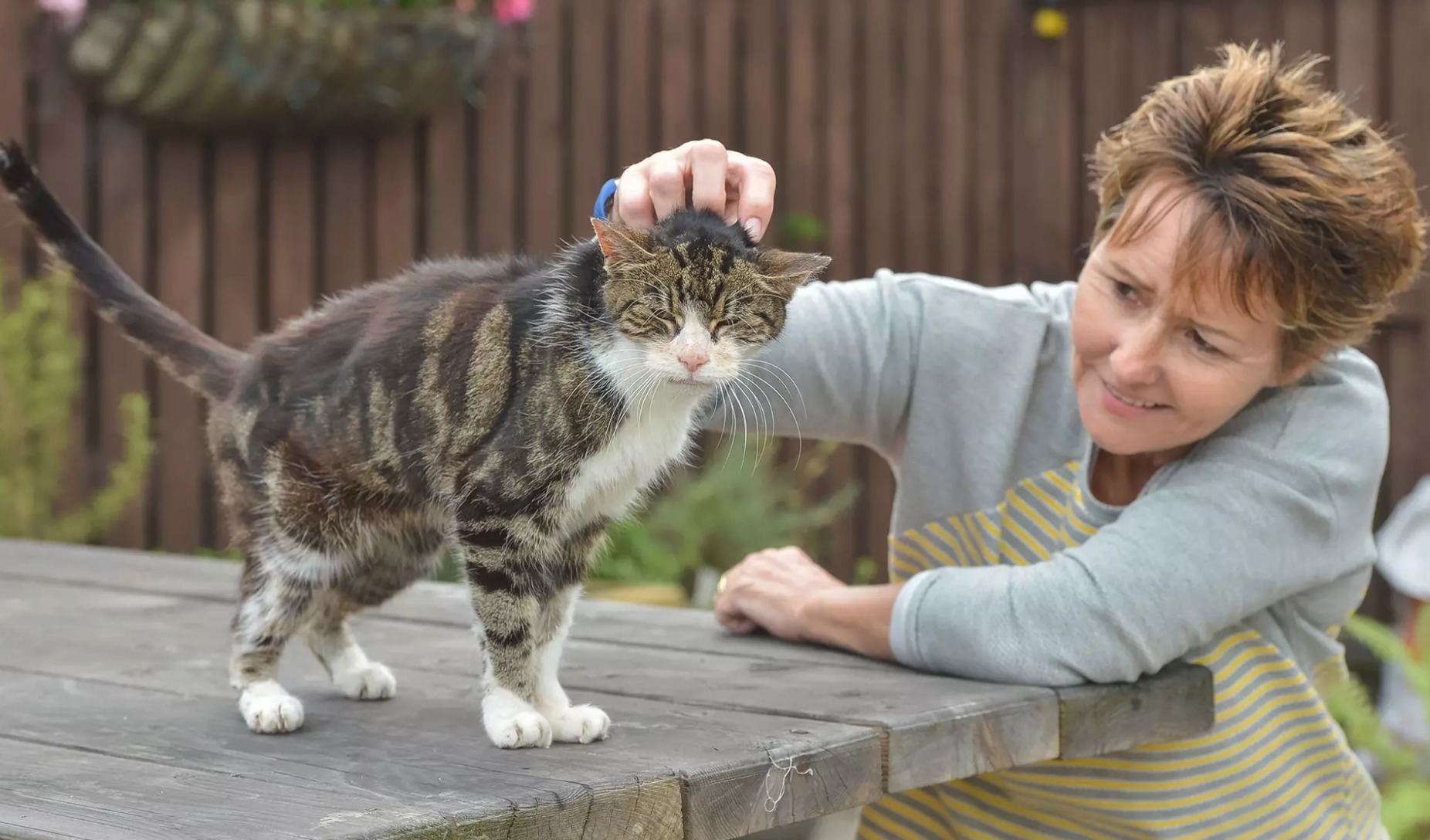 Elderly Cat Returns Home After Being Lost for 13 Years