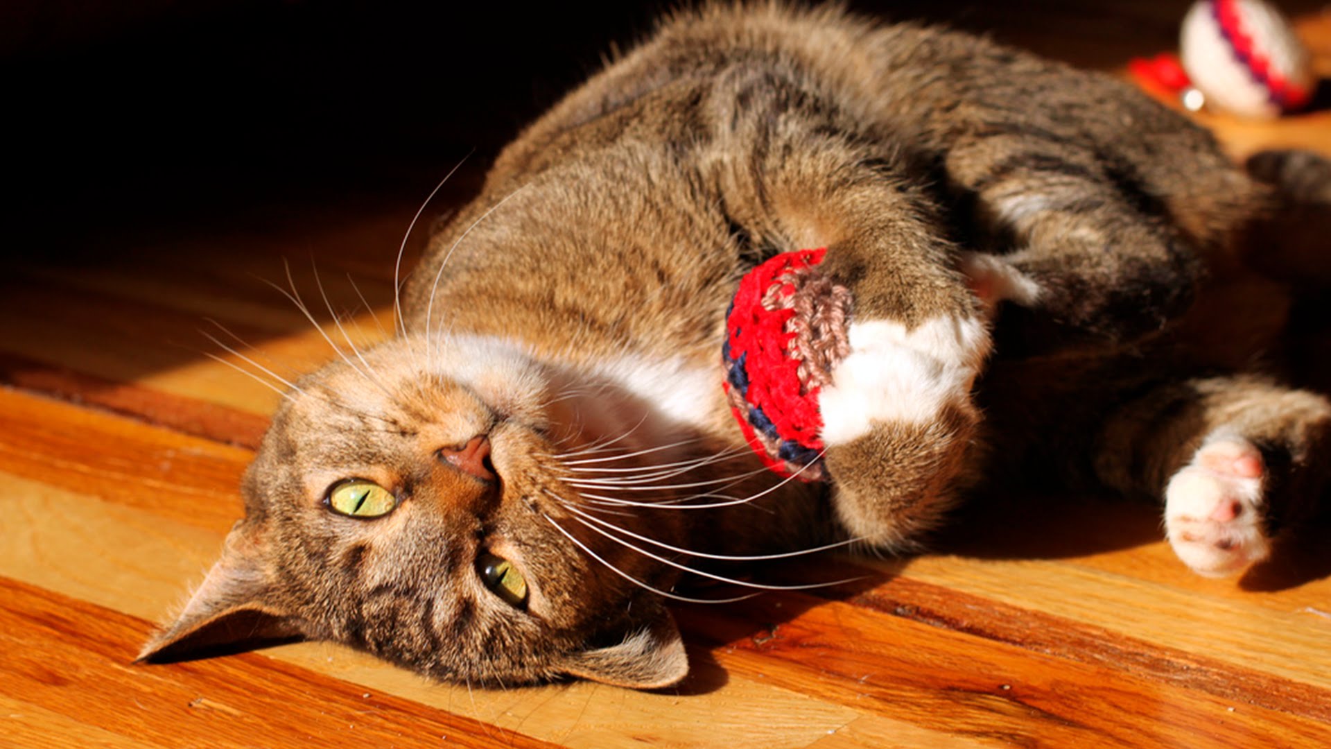 How To Clean Cat Toys at Cara Stevens blog