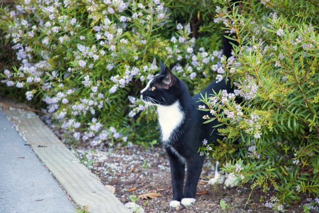 New Zealand Town Weighs Phasing Out Cats to Preserve Species