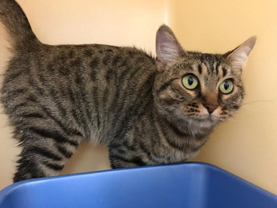 Offers Pour in to Adopt Abandoned Cat Whose Head was DuctTaped