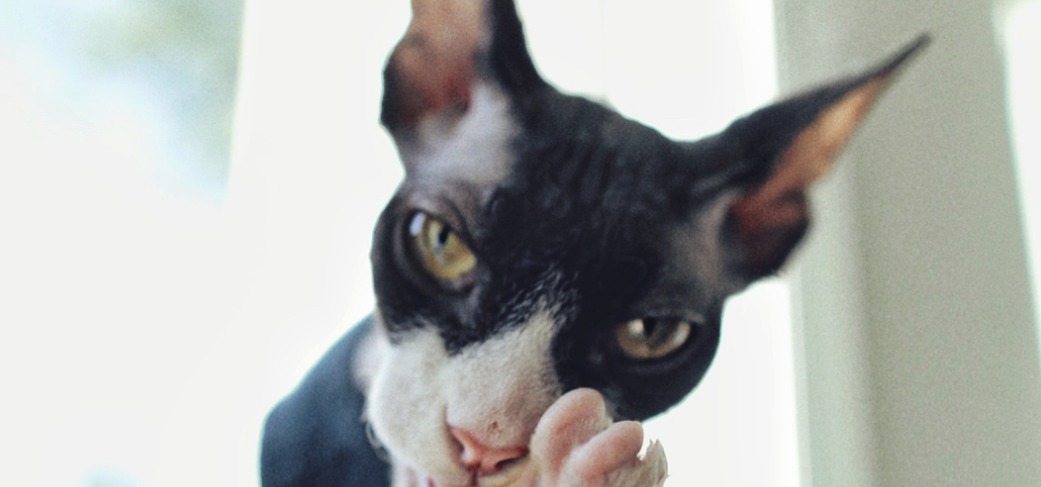 Sphynx Cat’s Knobby Knees Are Officially Viral
