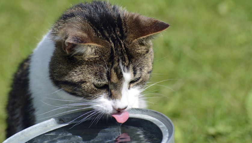 How to Get Your Cat to Drink More Water