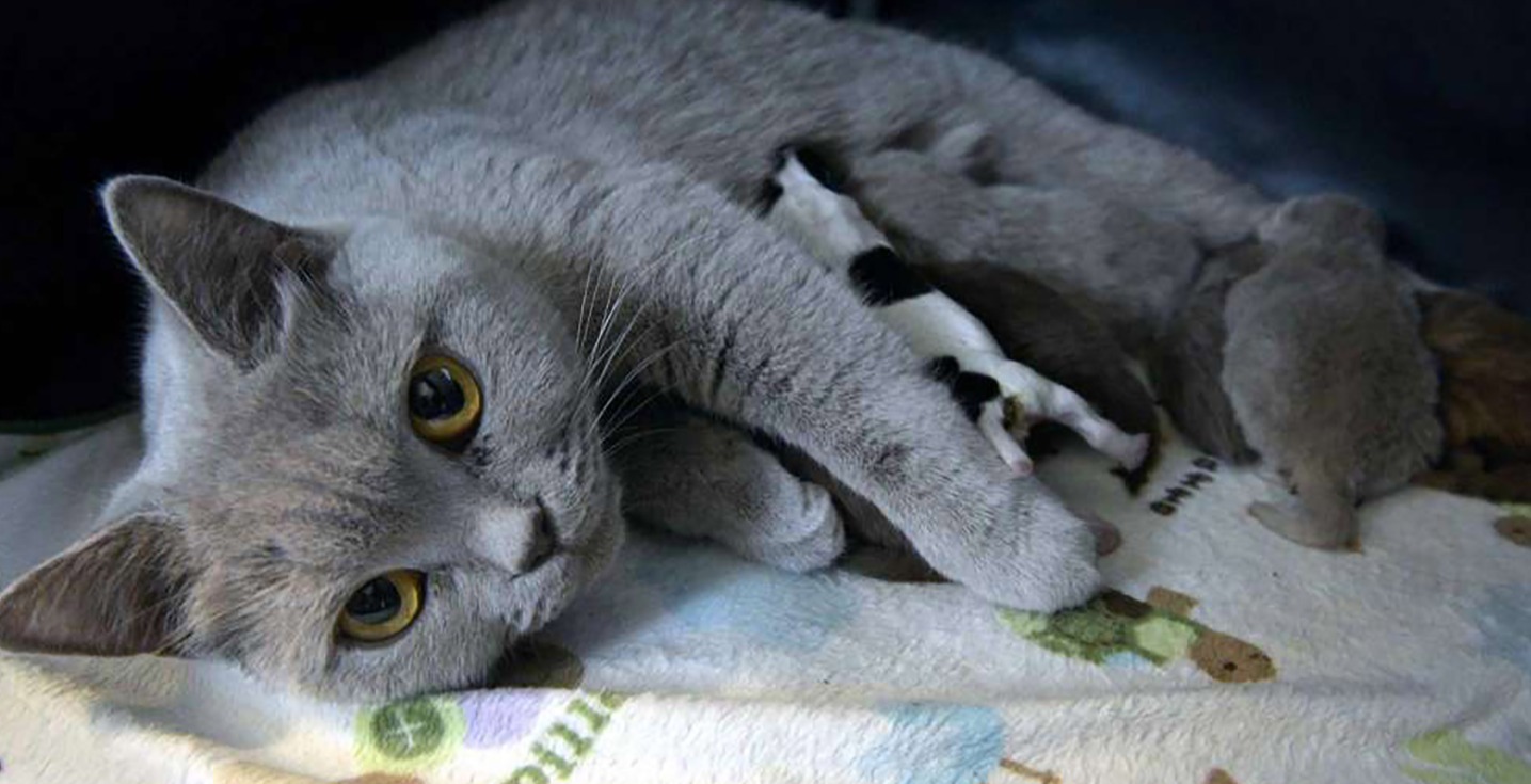 Mommy Cat Gladly Accepts Abandoned Puppy into Her Feline Family