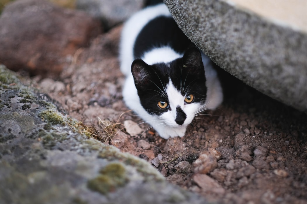 Here are Some Ways to Prevent Your Cat From Killing Wildlife