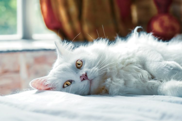 Dwarfism in Cats 5 Things You Should Know