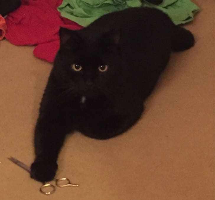 15+ ANGRY CATS YOU DEFINITELY DON’T WANT TO MESS WITH