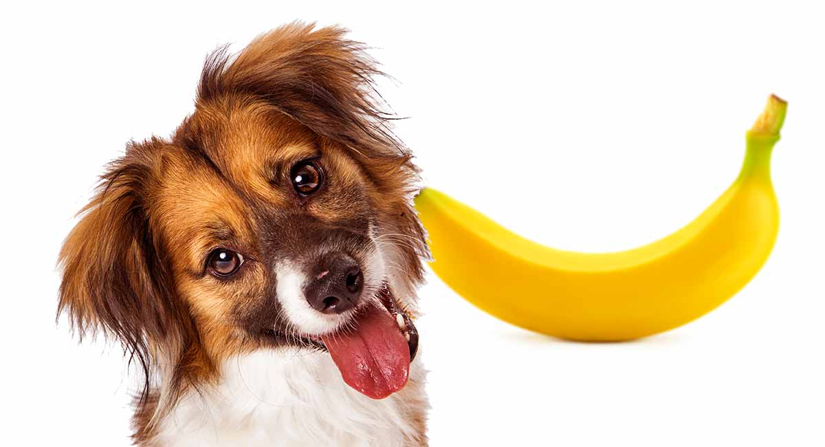 Can dogs Eat Bananas? Are Bananas Good For Dogs? Kitten Vs Puppy