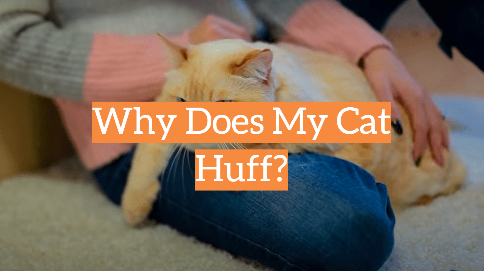 Why Does My Cat Huff? KittenWiki