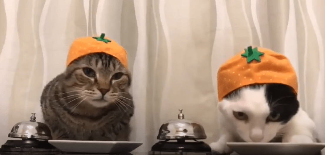 Can Cat Eat Biscuits? KittenWiki
