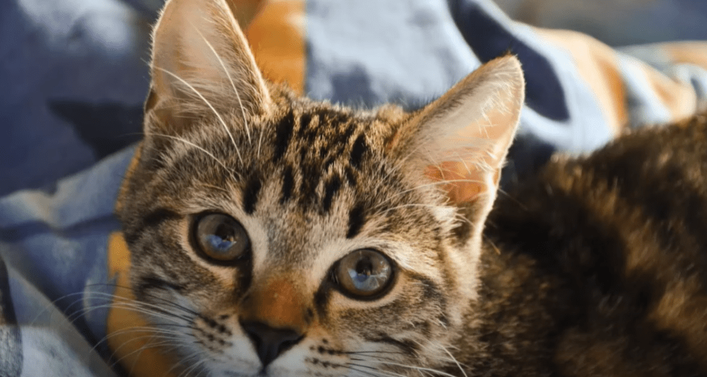Why Does My Cat Walk On Me? KittenWiki