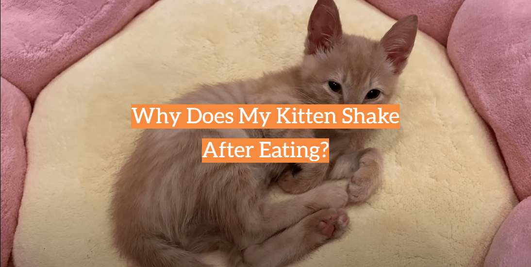 Why Does My Kitten Shake After Eating? KittenWiki