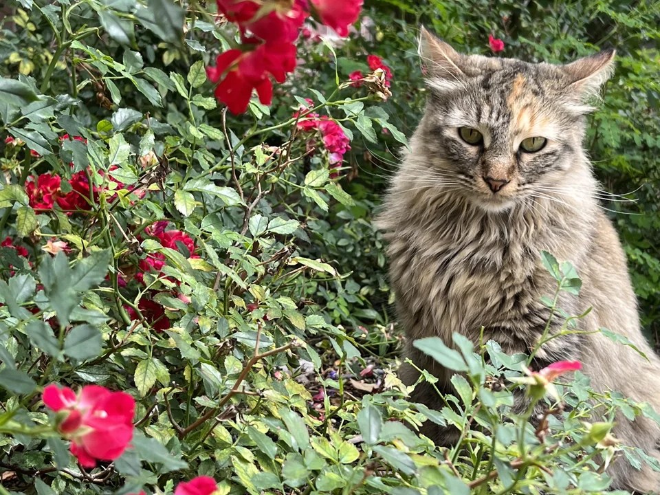 Should You Allow Your Cat Outside? Kittie Cat 411