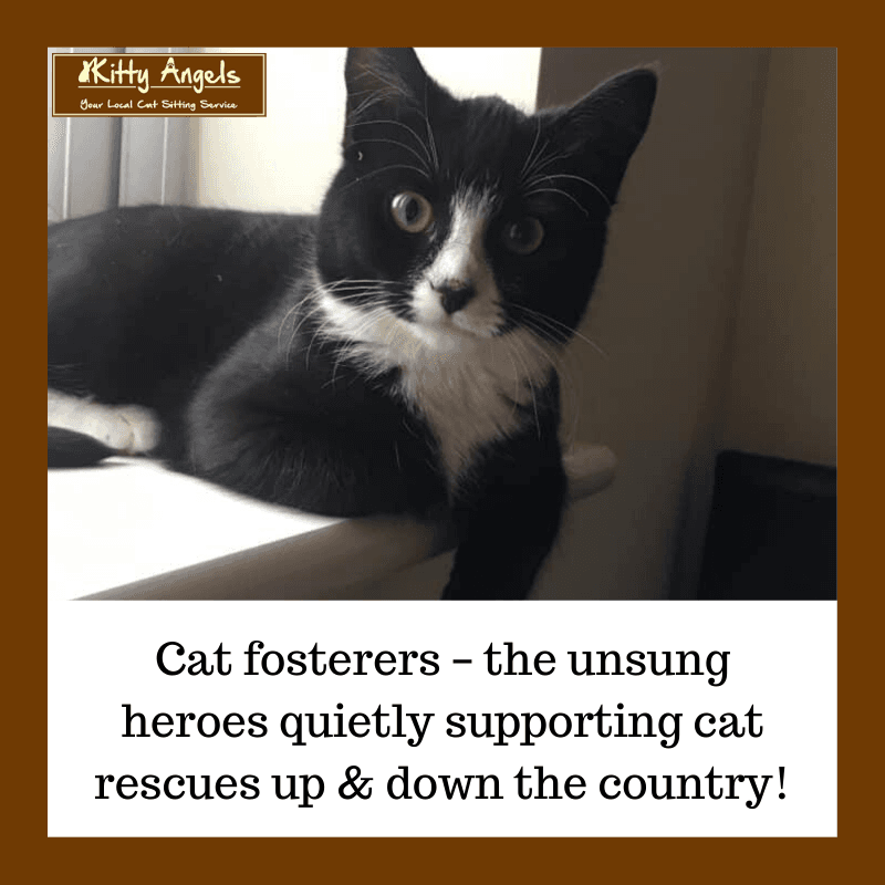 Kitty Angels Professional Cat Sitters Cat Fosterers Unsung Heroes