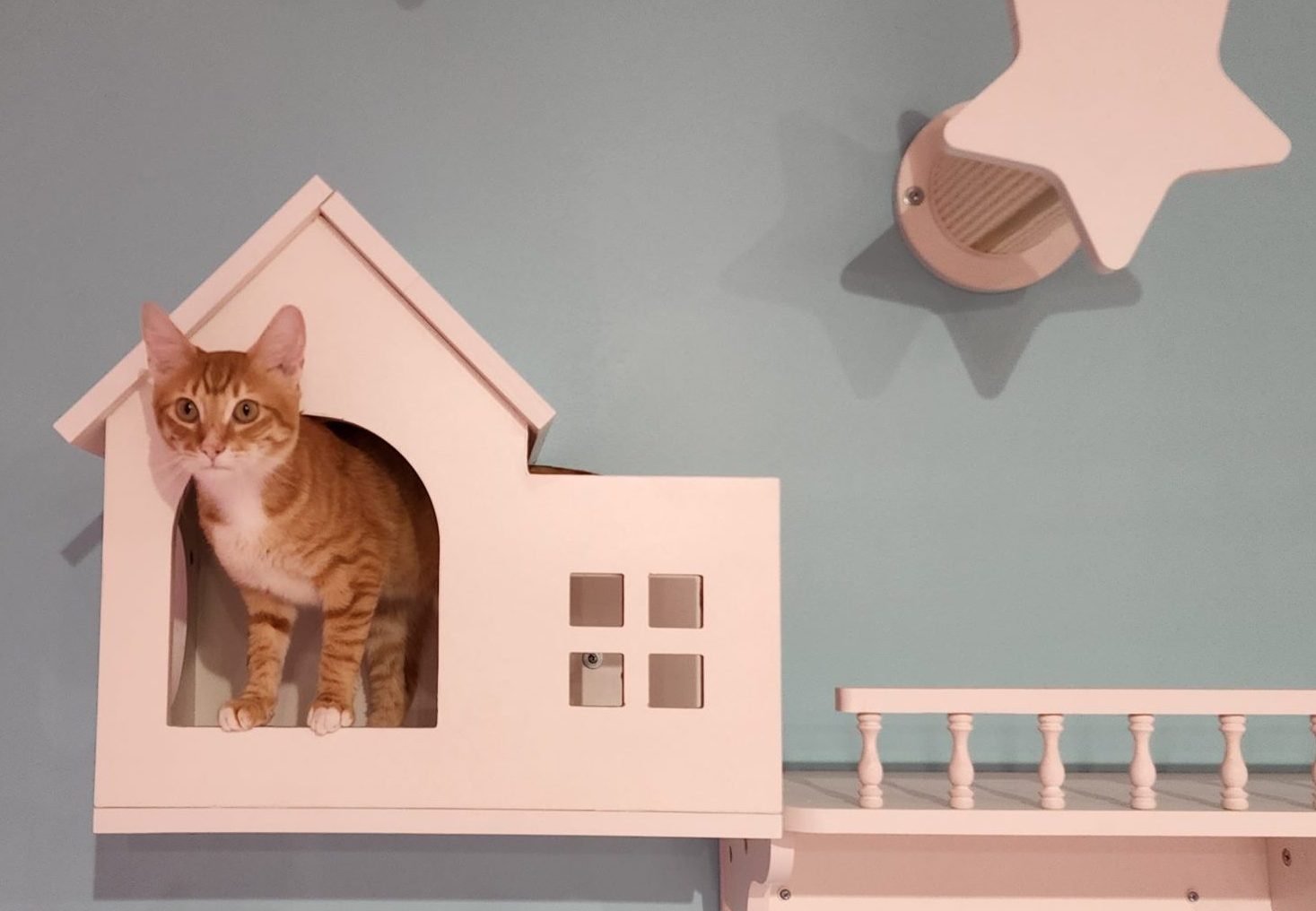 Kitty Bubble Cafe & Bar Cat Cafe