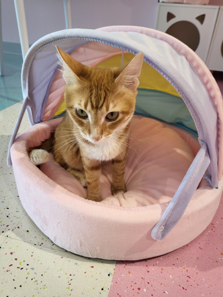 Our Concept Kitty Bubble Cafe & Bar