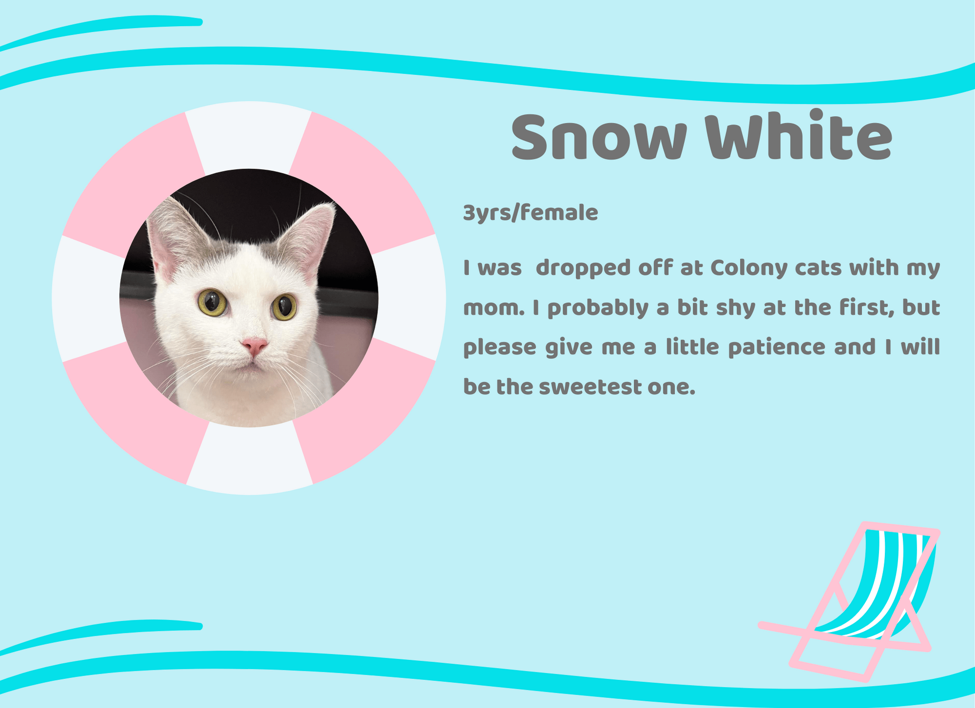 Our Cats Kitty Bubble Cafe & Bar