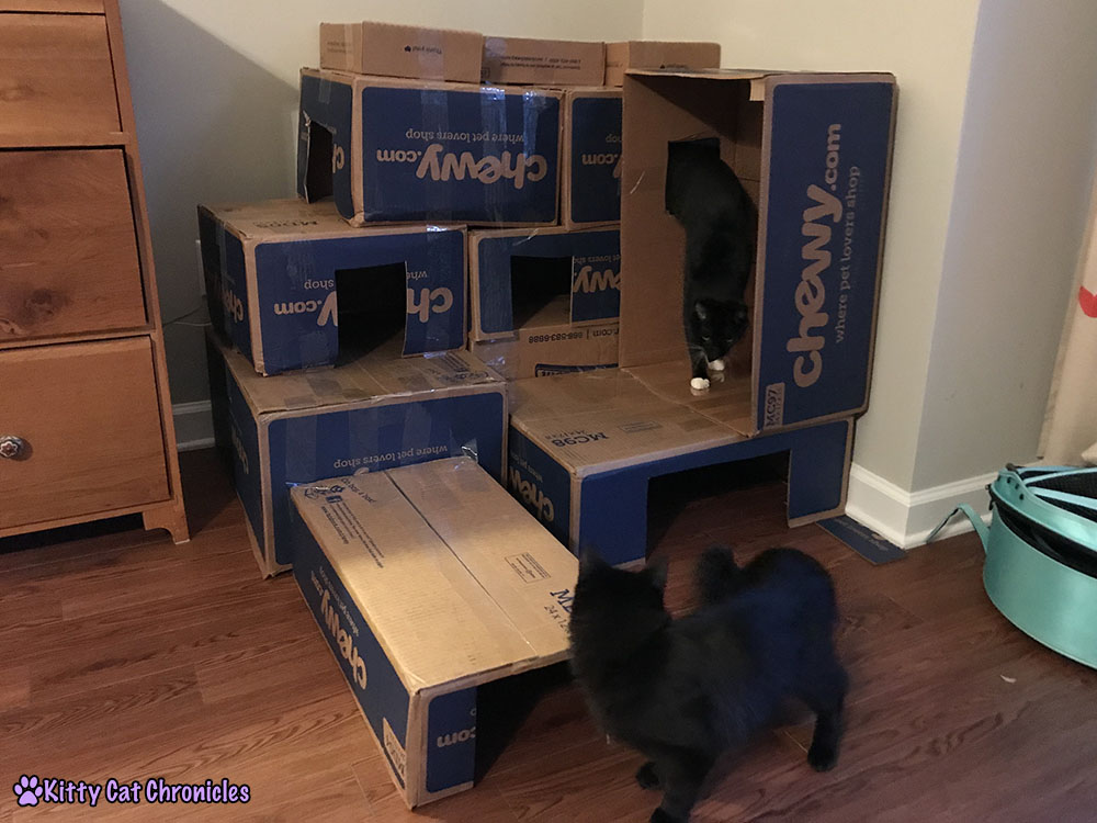How to Make a Cardboard Box Fort for Your Cat Kitty Cat Chronicles