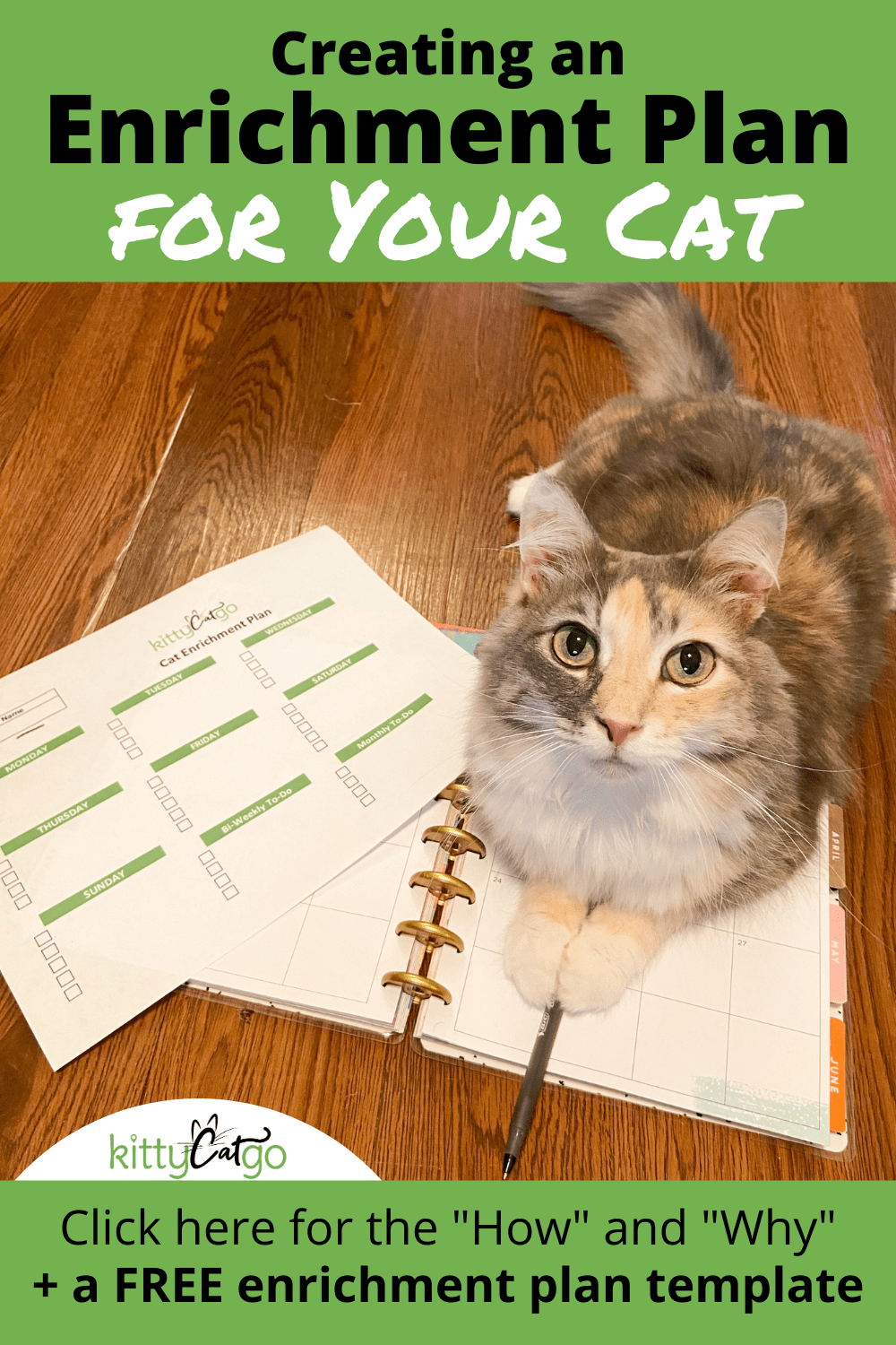 How to Create a Cat Enrichment Plan • KittyCatGO