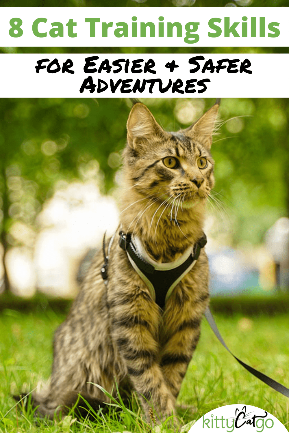 8 Cat Training Skills for Easier and Safer Adventures • KittyCatGO