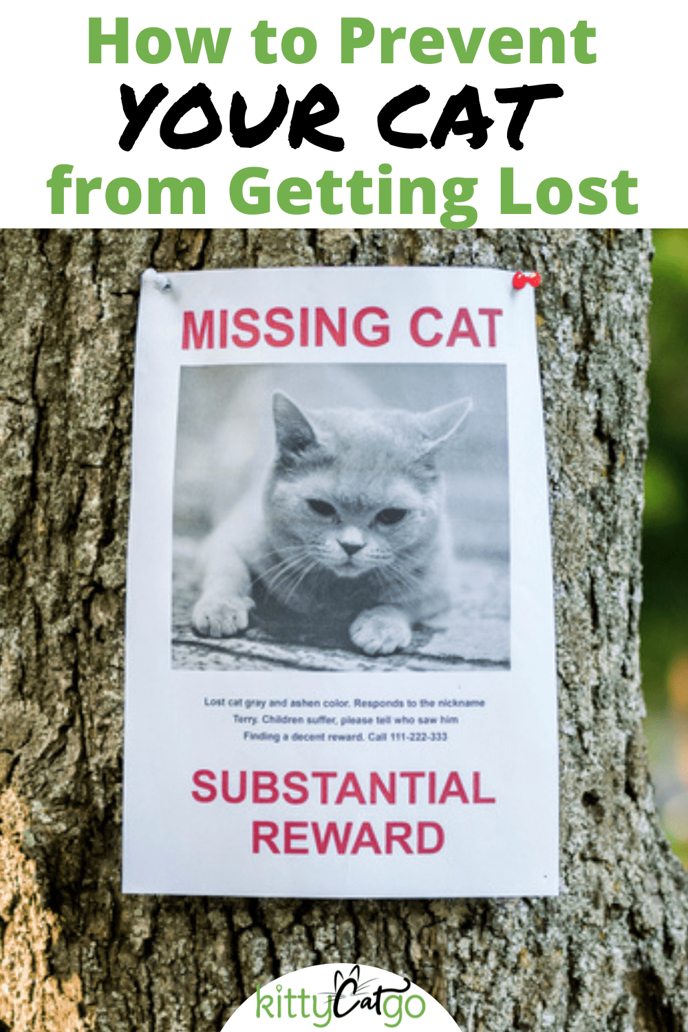 6 Ways to Help Prevent Your Cat from Getting Lost • KittyCatGO