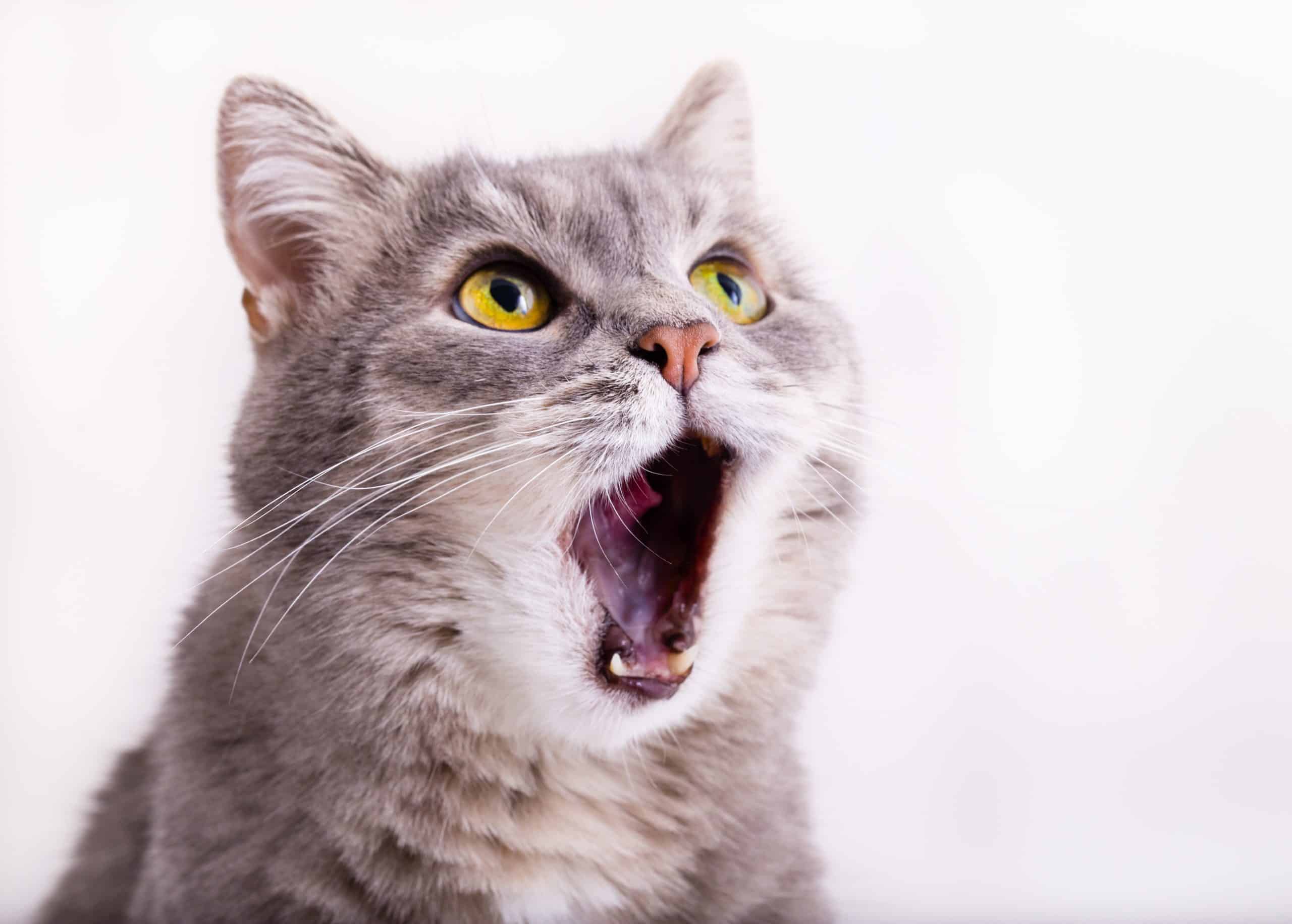 Why does my cat meow at night? Kitty Cat Tips