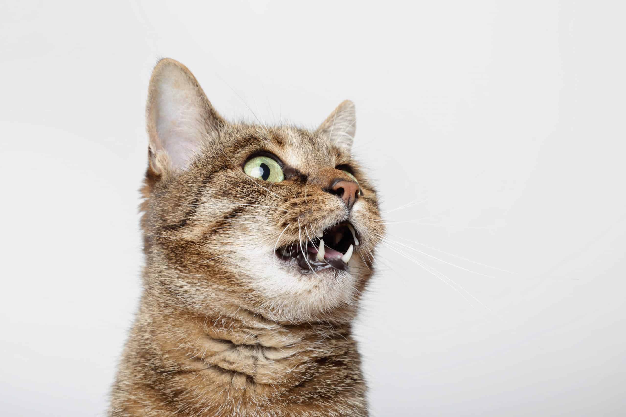 Why does my cat claw my face? Kitty Cat Tips