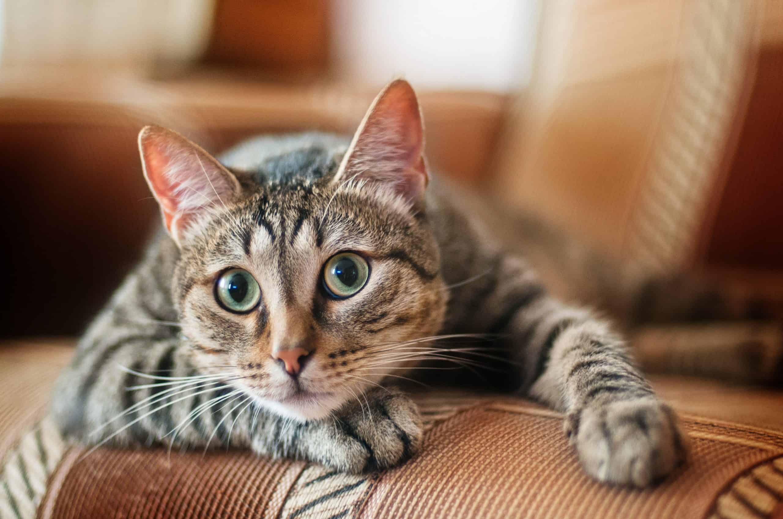 Why does my cat hit me when I pet it? Kitty Cat Tips