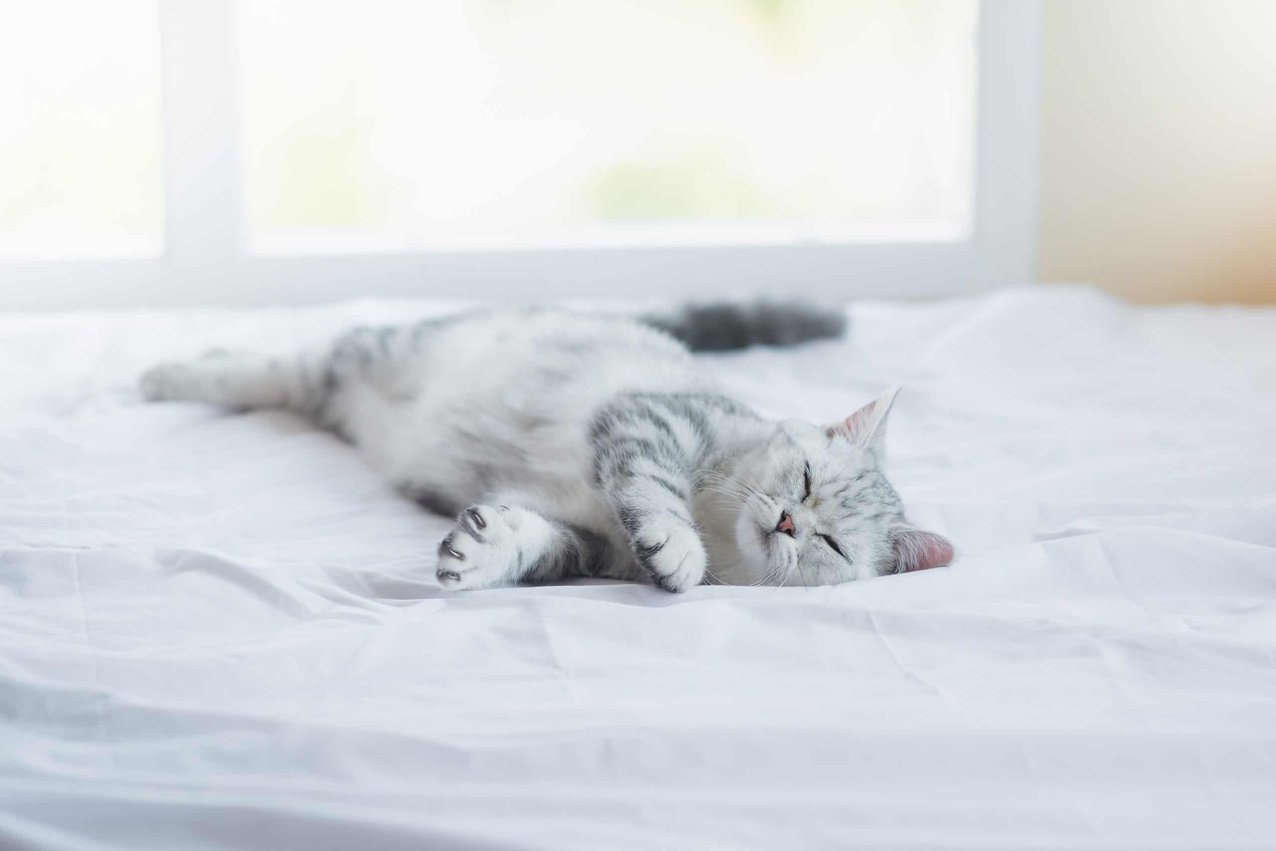 Why does my cat lick me while kneading? Kitty Cat Tips