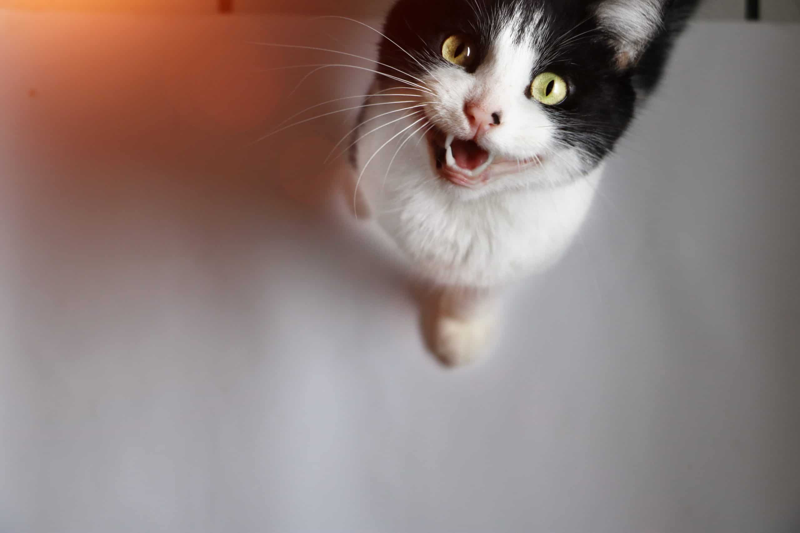 Why does my cat sit under my desk? Kitty Cat Tips