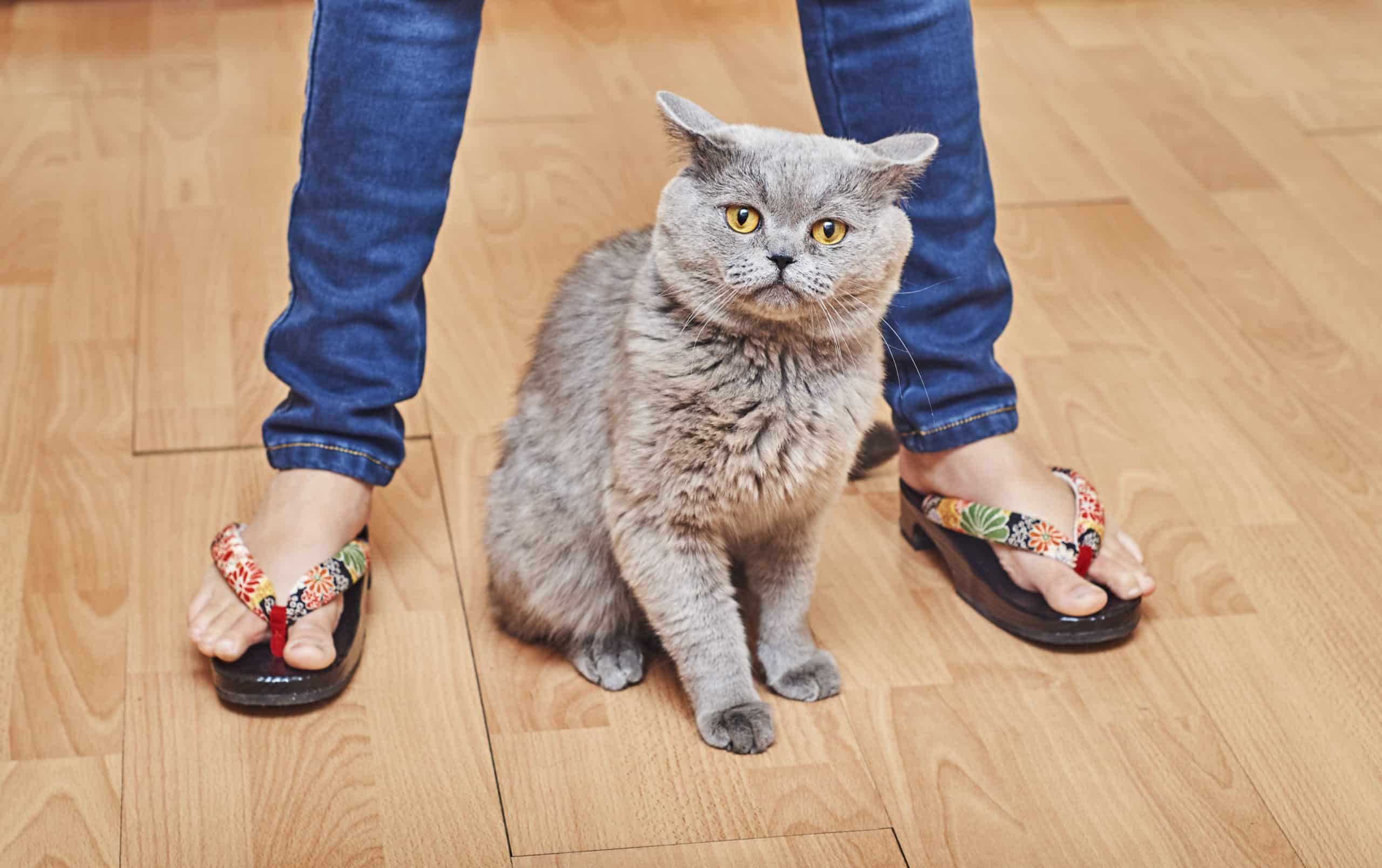 Why does my cat rub itself on the floor? Kitty Cat Tips