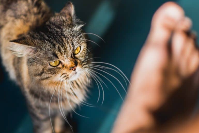 Why does my cat attack my feet? Kitty Cat Tips