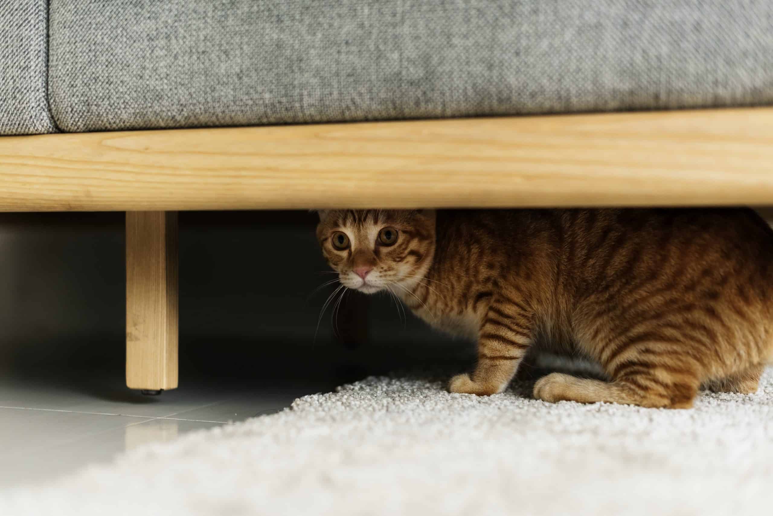 Why does my cat act scared of me? Kitty Cat Tips