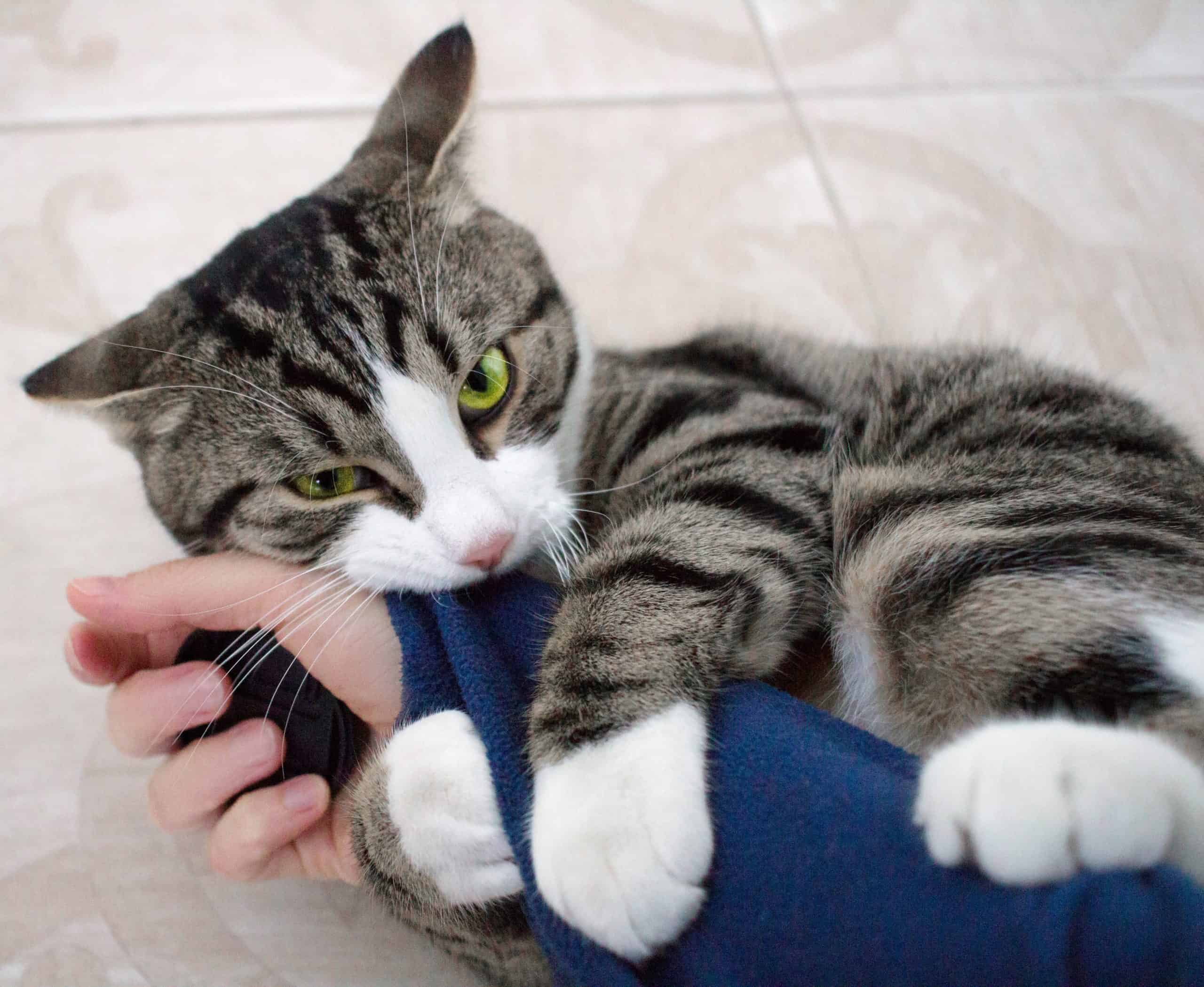 Why does my cat bite my arm? Kitty Cat Tips
