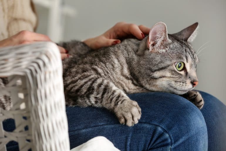 Why does my cat meow when I touch it? Kitty Cat Tips