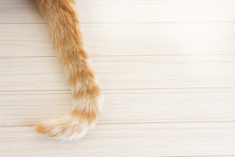 Why does my cat hit me with its tail? Kitty Cat Tips