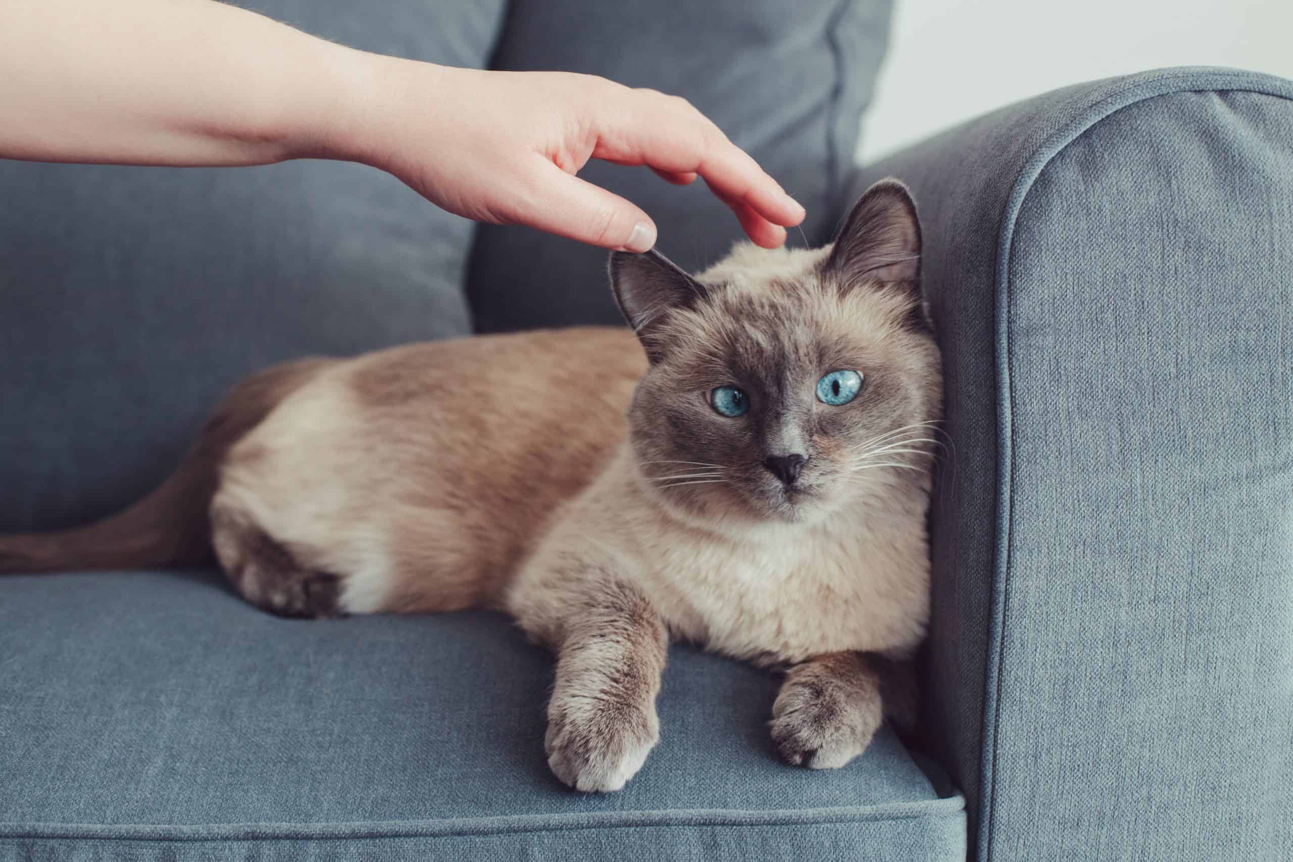 Why won’t my cat let me touch it? Kitty Cat Tips