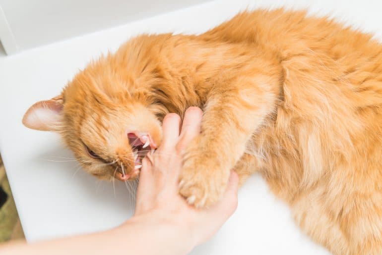 Why does my cat hit me when I stop petting it? Kitty Cat Tips